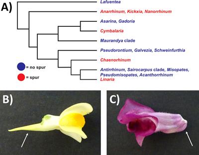 How do you build a nectar spur? A transcriptomic comparison of nectar spur development in Linaria vulgaris and gibba development in Antirrhinum majus